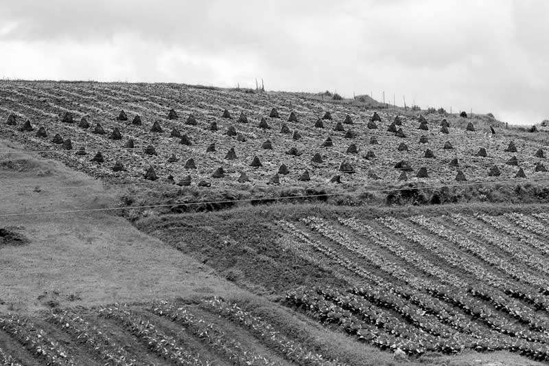 Water sustainability for sustainable agriculture - vegetables grown using organic manure in East Khasi Hills district, Meghalaya - organic farming is more water-efficient due to lowered irrigation needs